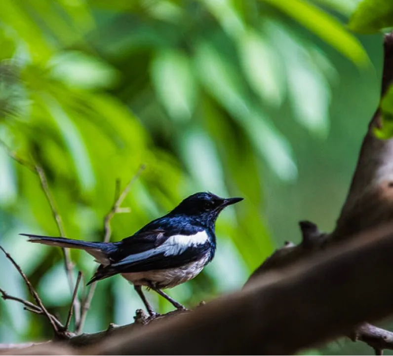 Birds and greenery at Zeenath Taj Gardens Birds and greenery at Zeenath Taj Gardens